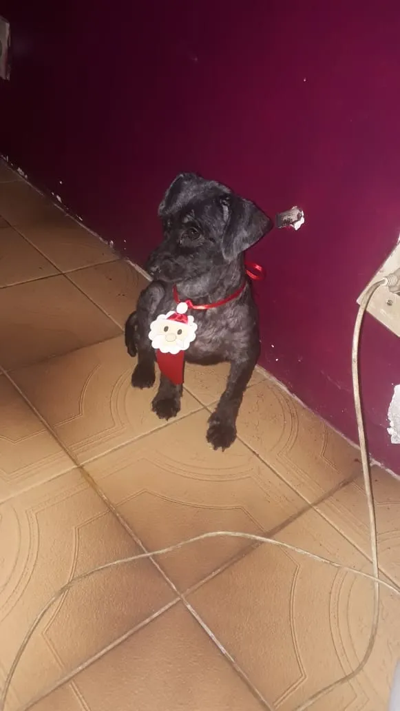 Cachorro ra a Poodle idade 3 anos nome Goku
