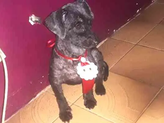 Cachorro ra a Poodle idade 3 anos nome Goku