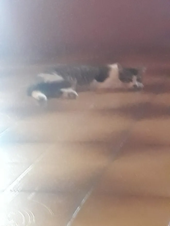 Gato ra a Indefinida idade 3 anos nome Francisco 