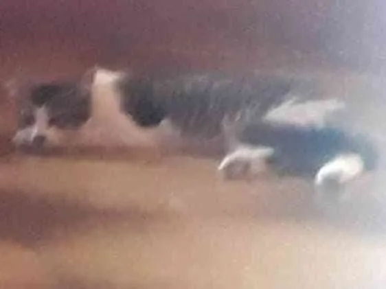 Gato ra a Indefinida idade 3 anos nome Francisco 