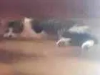 Gato raça Indefinida idade 3 anos nome Francisco 