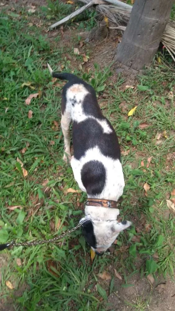 Cachorro ra a Pitbull idade 6 ou mais anos nome Brutus