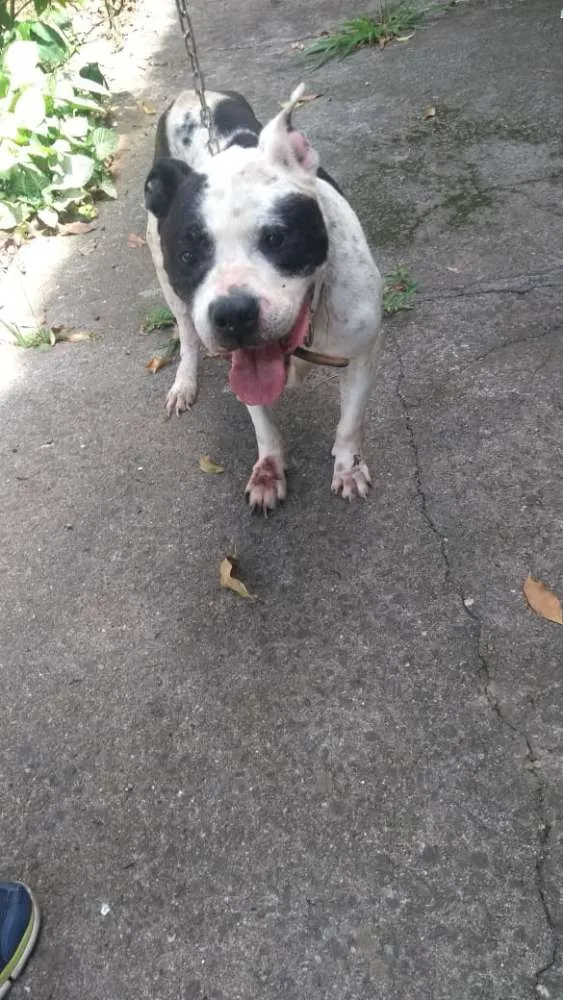 Cachorro ra a Pitbull idade 6 ou mais anos nome Brutus