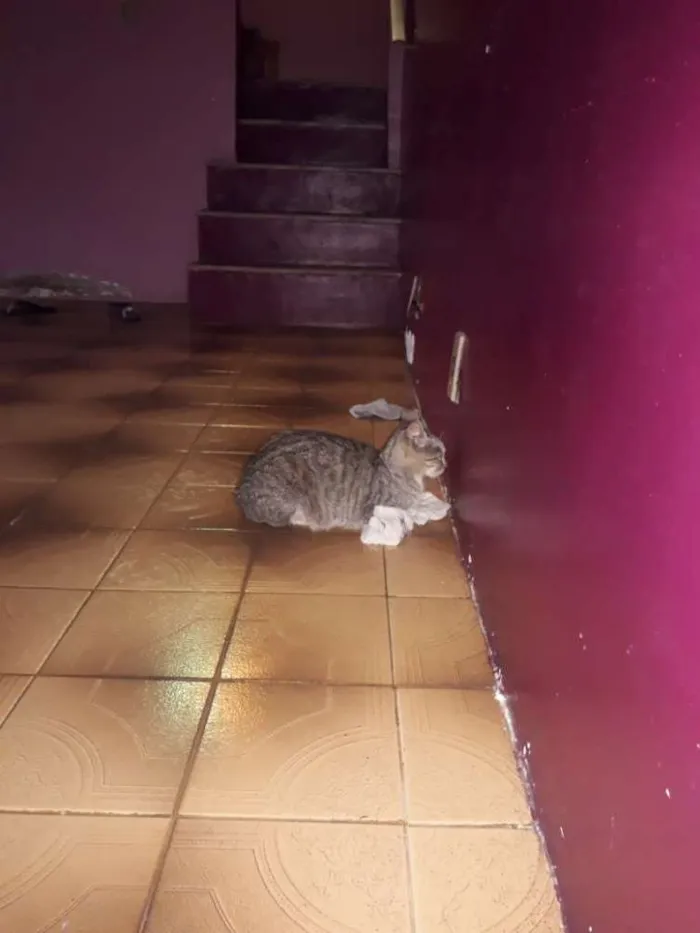 Gato ra a Indefinida idade 3 anos nome Oneide