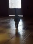 Oneide