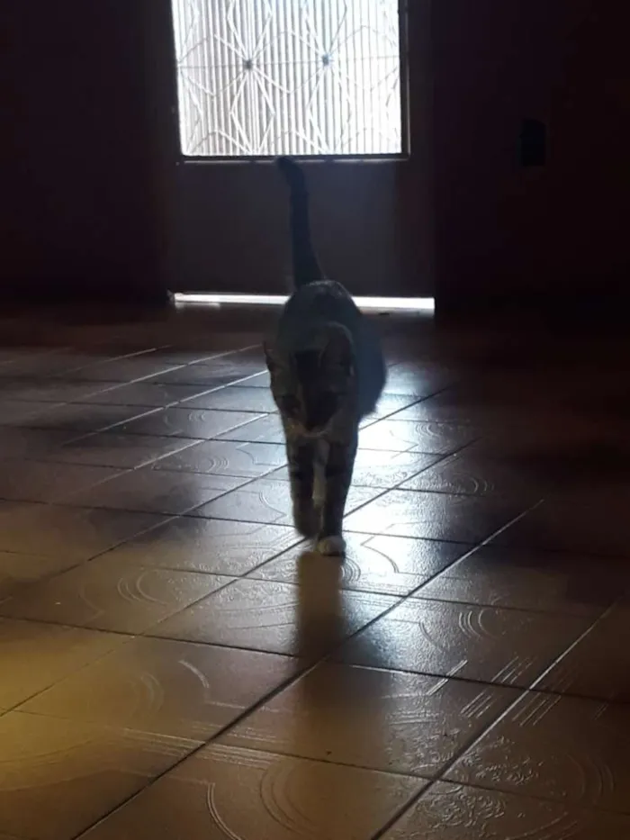 Gato ra a Indefinida idade 3 anos nome Oneide