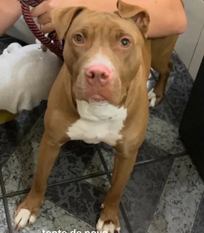 Cachorro ra a Pitbull Red Nose Pura idade 2 anos nome Marie