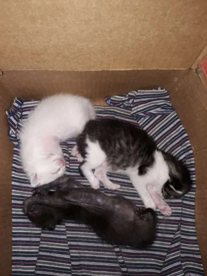 Gato ra a Indefinida idade Abaixo de 2 meses nome Filhotes