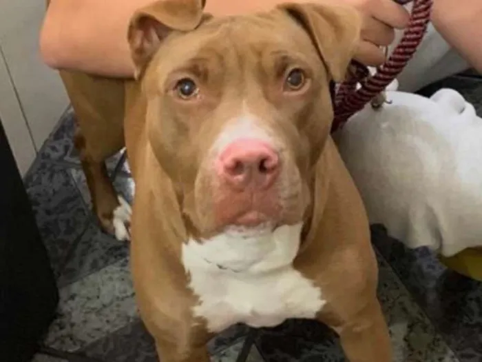 Cachorro ra a Pitbull Red Nose Pura idade 2 anos nome Marie