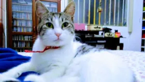 Gato raça SRD idade 2 anos nome FADA CASTRADA