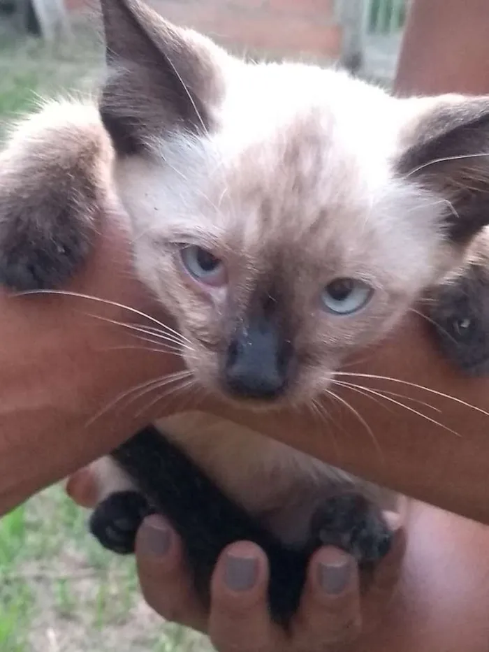 Gato ra a Siamês idade Abaixo de 2 meses nome Sem nome