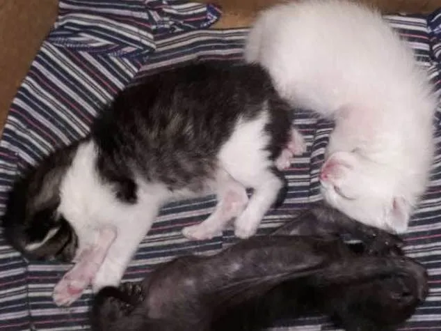 Gato ra a Indefinida idade Abaixo de 2 meses nome Filhotes