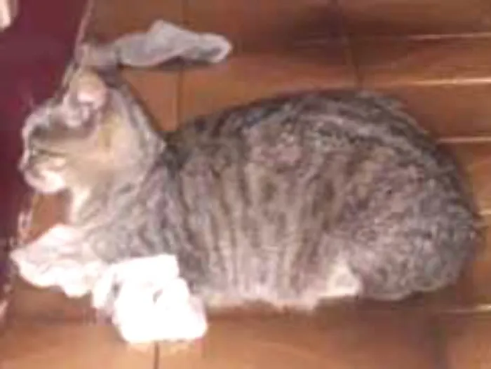 Gato ra a Indefinida idade 3 anos nome Oneide