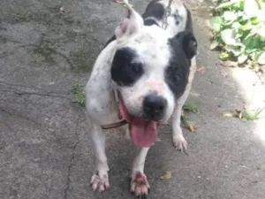 Cachorro raça Pitbull idade 6 ou mais anos nome Brutus