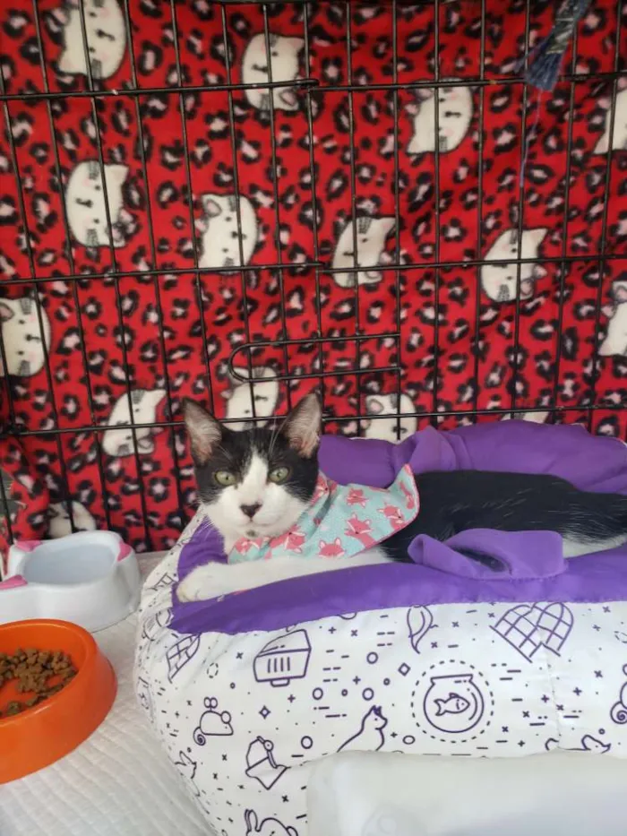 Gato ra a SRD idade 2 a 6 meses nome Lua