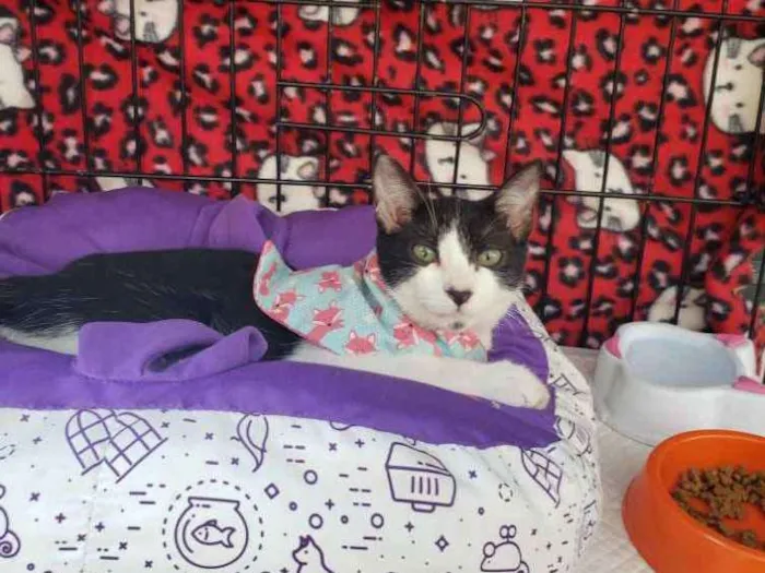 Gato ra a SRD idade 2 a 6 meses nome Lua