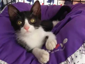 Gato raça SRD idade 2 a 6 meses nome Otto