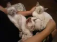 Timão. Pumba e Mel