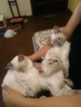 Timão. Pumba e Mel