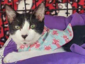 Gato ra a SRD idade 2 a 6 meses nome Lua