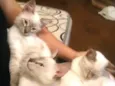 Timão. Pumba e Mel