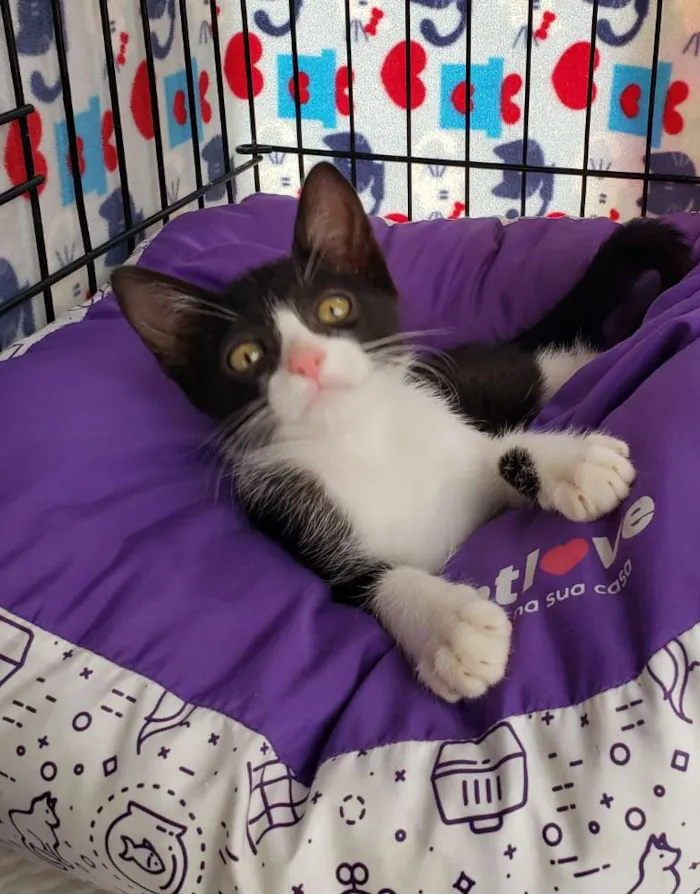 Gato ra a SRD idade 2 a 6 meses nome Oliver