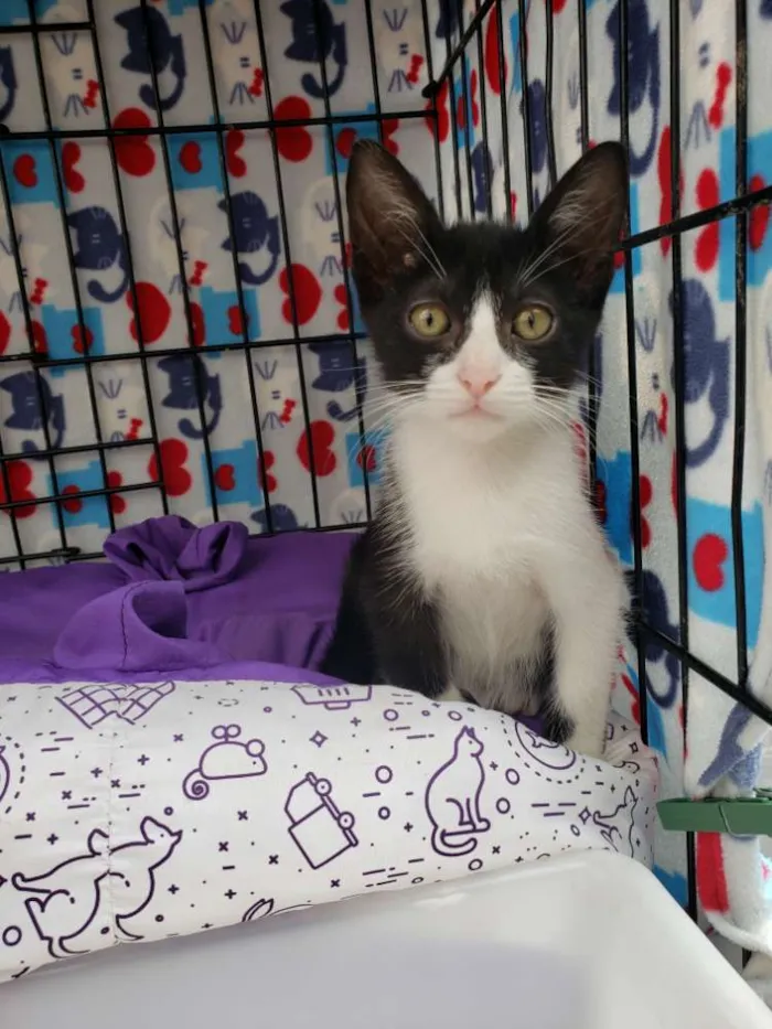 Gato ra a SRD idade 2 a 6 meses nome Oliver