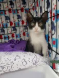 Oliver