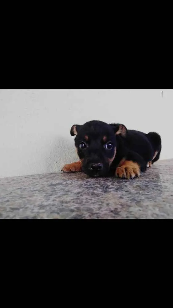 Cachorro ra a SRD idade Abaixo de 2 meses nome Lili