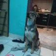 Sirius