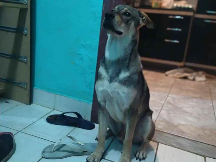 Cachorro ra a Sem raça idade 7 a 11 meses nome Sirius