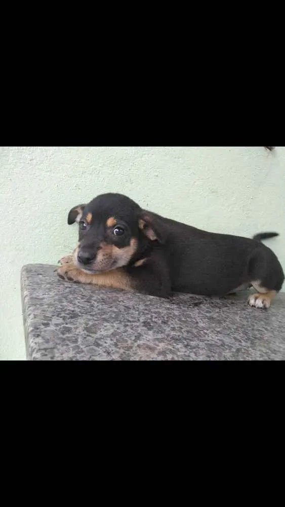 Cachorro ra a SRD idade Abaixo de 2 meses nome Mel