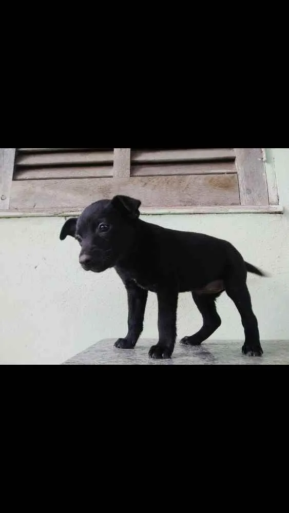 Cachorro ra a SRD idade Abaixo de 2 meses nome Nina