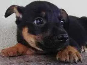 Cachorro raça SRD idade Abaixo de 2 meses nome Mia
