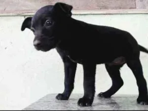 Cachorro raça SRD idade Abaixo de 2 meses nome Nina