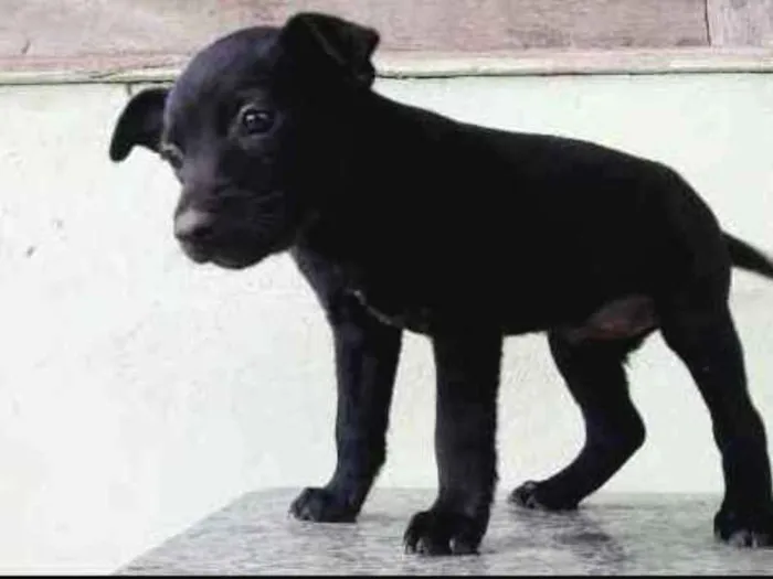 Cachorro ra a SRD idade Abaixo de 2 meses nome Nina