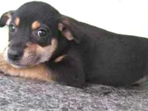 Cachorro raça SRD idade Abaixo de 2 meses nome Mel