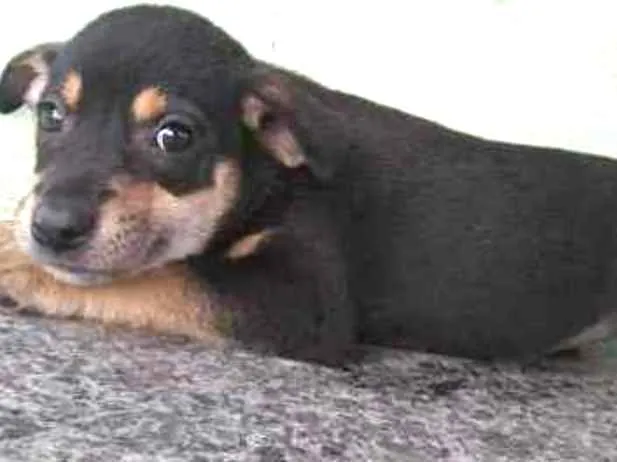 Cachorro ra a SRD idade Abaixo de 2 meses nome Mel