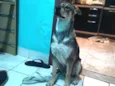 Sirius