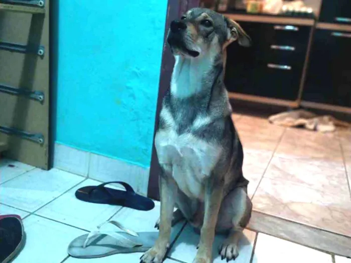 Cachorro ra a Sem raça idade 7 a 11 meses nome Sirius