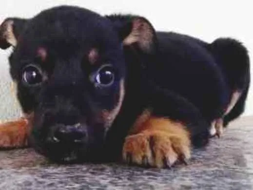 Cachorro ra a SRD idade Abaixo de 2 meses nome Lili