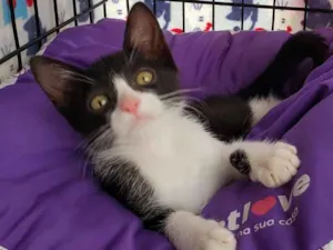 Gato raça SRD idade 2 a 6 meses nome Oliver