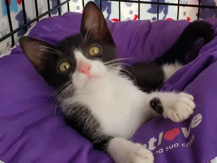 Gato ra a SRD idade 2 a 6 meses nome Oliver