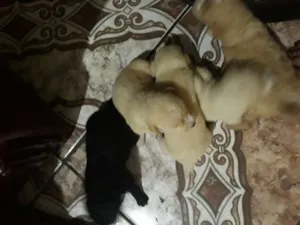 Cachorro raça Vira lata idade Abaixo de 2 meses nome Filhotes 