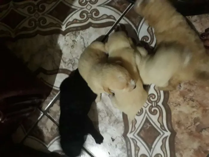 Cachorro ra a Vira lata idade Abaixo de 2 meses nome Filhotes 