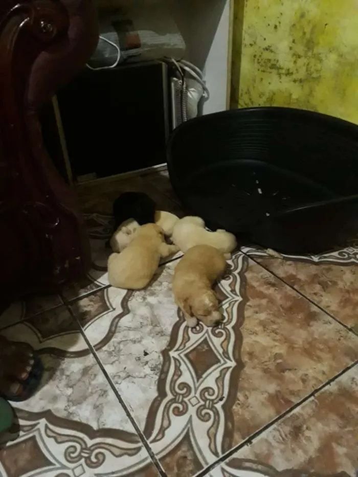 Cachorro ra a Vira lata idade Abaixo de 2 meses nome Filhotes 