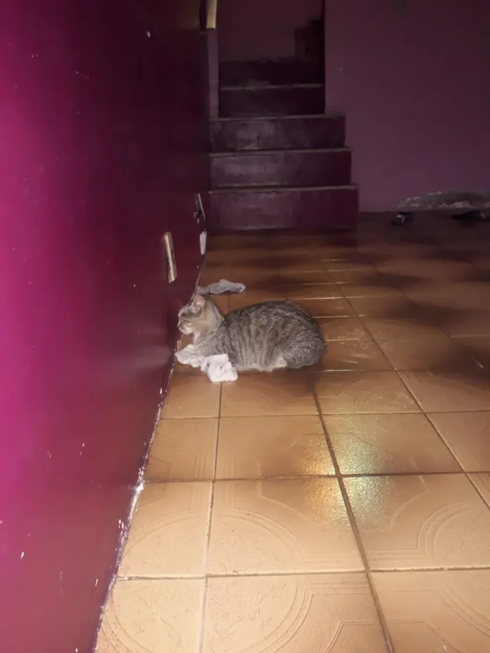 Gato ra a Indefinida idade Abaixo de 2 meses nome Filhotes