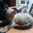 Simba