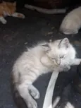 Simba