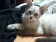 Simba